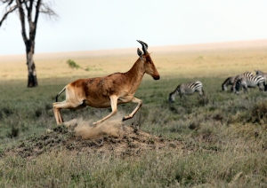 Gazelles Strategic Planning Insights Original One Page